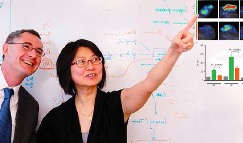 Imaging heterogeneous oncolytic virus spread in tumors at Mayo Clinic